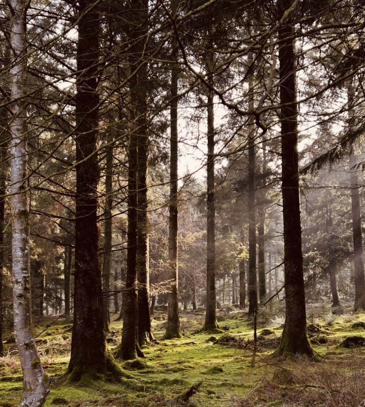 Woodland Collection